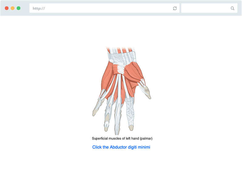 Anatomy Insight PALM, a product of Insight Learning Technology